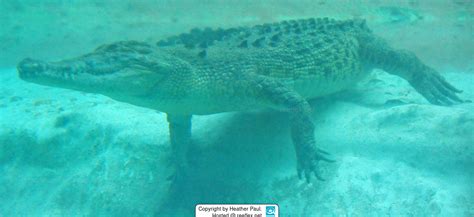 Crocodylus porosus