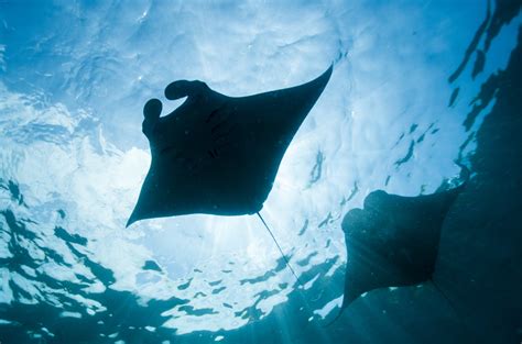 Giant Manta Ray Nursery Found off of Texas Coast