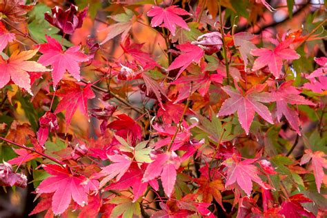 10 Maple Trees for Best Fall Color