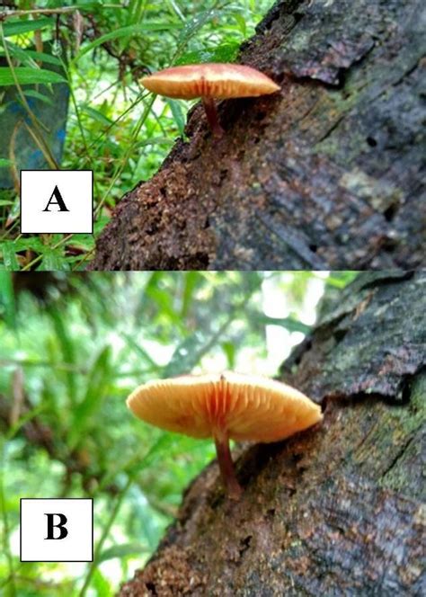 Characteristics of macroscopic identification of Gymnopilus sp. A ...