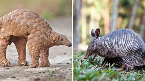 Pangolin vs Armadillo Best 10 Main Differences Explained