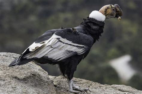 Andean Condor/ Condor des Andes/ Vultur gryphus – Coraves Birding Tours