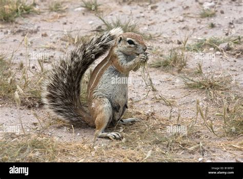 female ground squirrel eating grass Stock Photo - Alamy