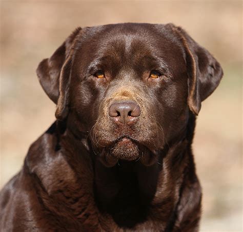 Fiona - Chocolate Labrador Female – English Labrador Retrievers ...