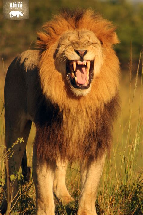 Mighty Roar! | Lion africa, African animals, Animals and pets