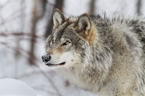 Gray wolf (North America) | Get your info here