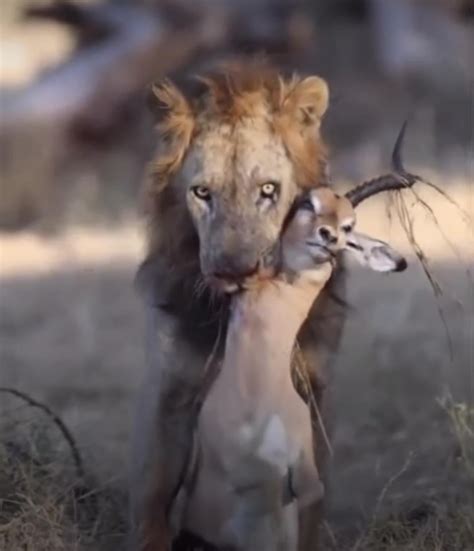 That stare is crazy : r/natureismetal