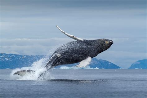 Whale Tours | [Visit Greenland!]