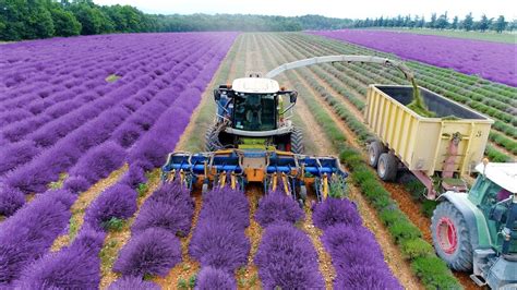 How To Plant, Care For, and Harvest Lavender - AGreenHand