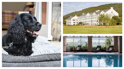 Top 10 DOG-FRIENDLY hotels in SCOTLAND, ranked