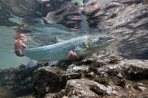 Farm raised Atlantic salmon