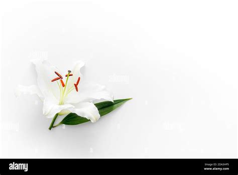 Condolence card with white flowers lily. Funeral symbol Stock Photo - Alamy