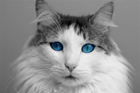 Download White Cats With Blue Eyes Breed - Golden Ways