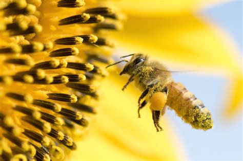 Hive of activity: Tapping into the buzz of backyard beekeeping in Japan ...