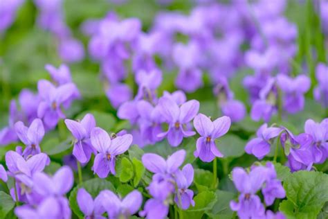 Violets (Viola): How to Grow and Care with Success