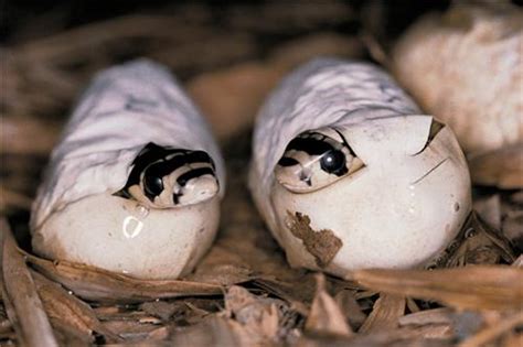 Guindy Snake Park, Snake Park Guindy in Chennai, Guindy Park