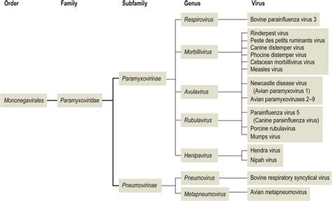 Paramyxoviridae | Veterian Key