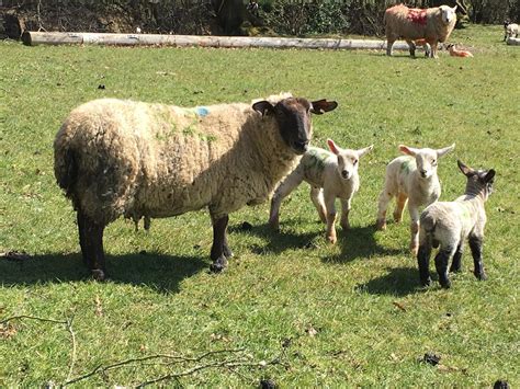 Commercial Breeding Stock - Ewes & Lambs | McCartneys - Estate Agents