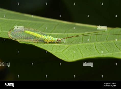 Green lacewing life cycle hi-res stock photography and images - Alamy