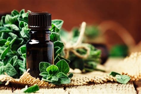 Marjoram Essential Oil: 10 Reasons Why You Should Buy You a Bottle ...