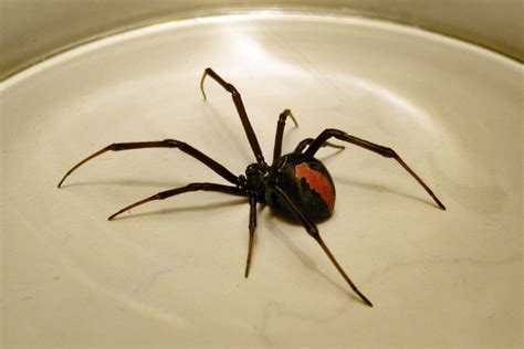 Australian Redback Spider : Biological Science Picture Directory ...