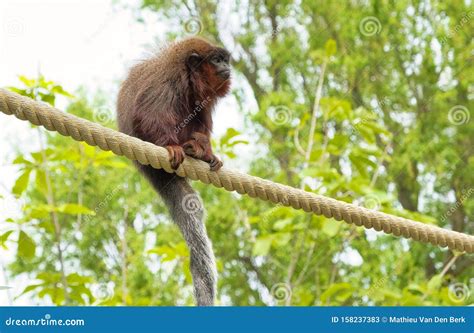 Red Titi Monkey Climbing on a Branch in Natural Habitat Stock Image ...