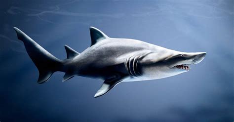 10 Of The Most Endangered (Rarest) Sharks In The World - A-Z Animals