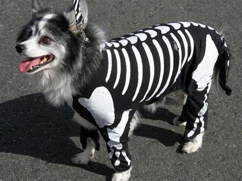 Halloween Costume Ideas for Dogs and Cats | DIY