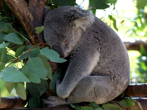 Download Sleeping Animal Koala Wallpaper