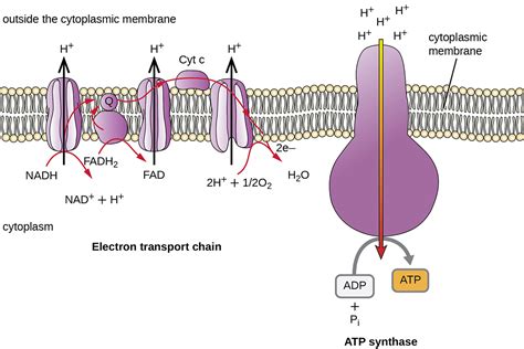 Cellular Respiration · Microbiology