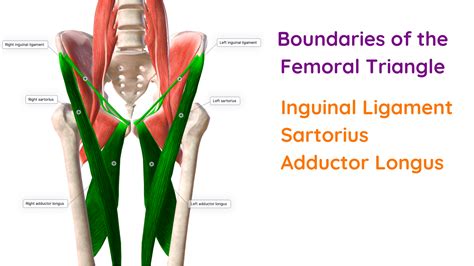 Study tips for anatomy of the Femoral Triangle - 3 is the Magic Number