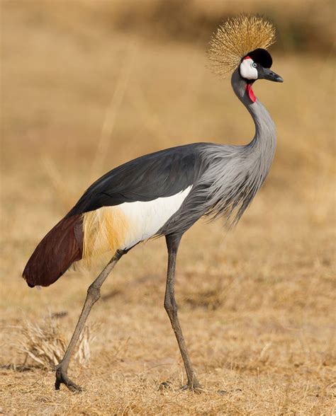 Crowned Crane | African Bird Facts & Pictures | Beauty Of Bird