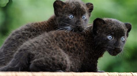 Black Panther Cub Wallpapers - Top Free Black Panther Cub Backgrounds ...