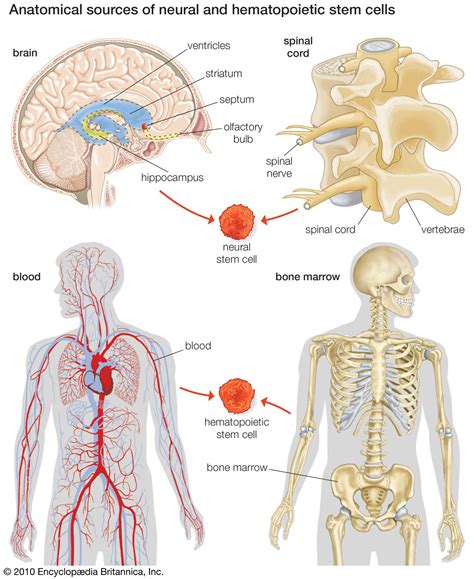 stem cell summary | Britannica