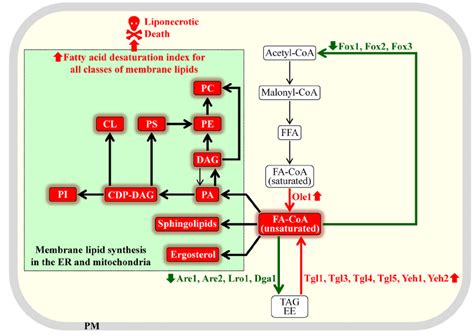 Different ways of increasing the fatty acid desaturation index of ...