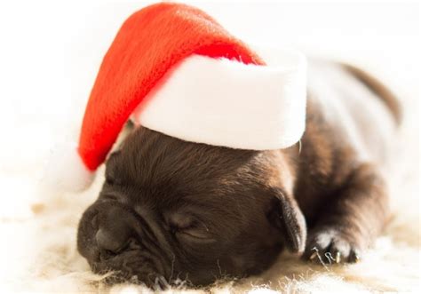 Holiday Costumes for Pets: 5 Easy Ideas