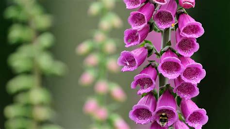 Foxglove and Other Poisonous Plants - Woodland Trust