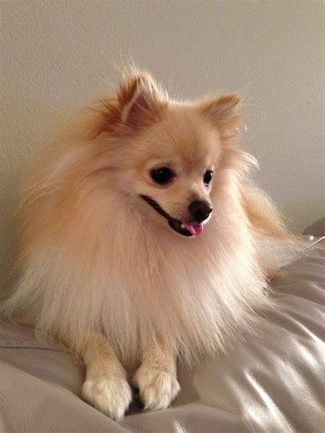 Pomeranian Puppies - Pet Adoption and Sales