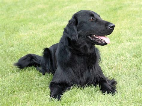 Black Golden Retrievers: What You Absolutely Must Know - K9 Web