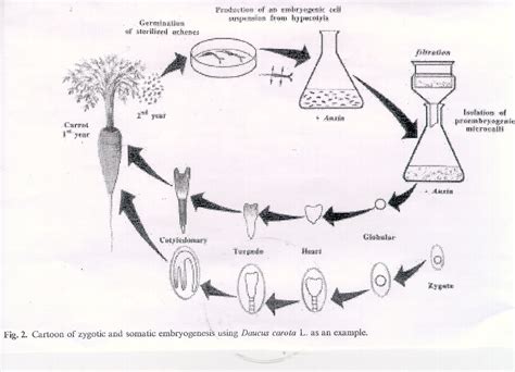 Plant somatic embryogenesis techniques