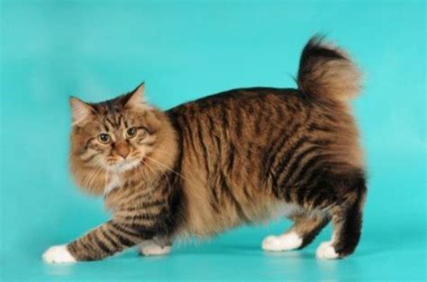 Manx vs American Bobtail - Breed Comparison | MyCatBreeds