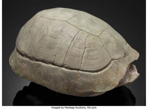 LARGE FOSSIL TURTLE. Stylemys nebrascensis. Oligocene, White River ...