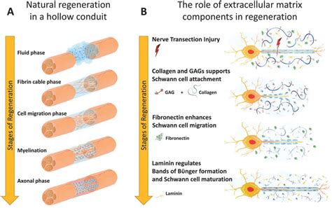 Peripheral nerve regeneration. A) Natural regeneration in a hollow ...