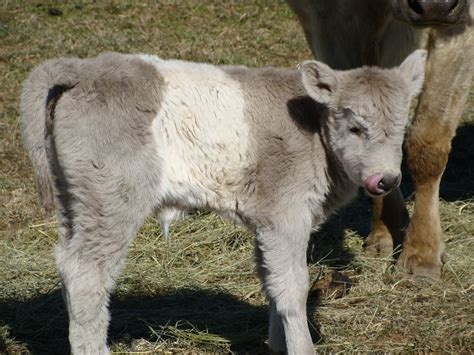 A new color for our Belties! | Sleeping animals, Baby animals, Cute ...