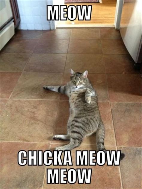 Meow chicka meow meow. | Funny animal memes, Funny animal pictures ...