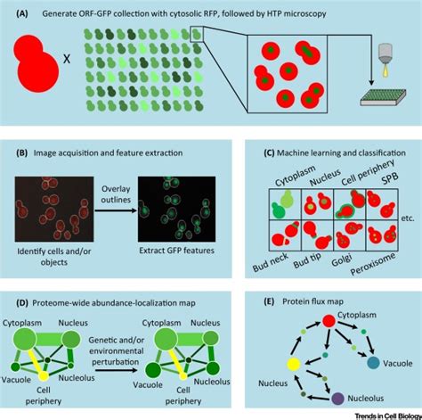 High-Content Screening for Quantitative Cell Biology: Trends in Cell ...