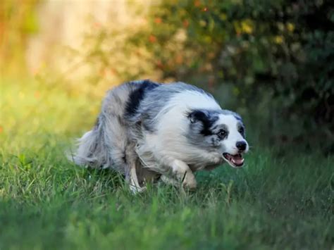 Do Australian Shepherds Make Good Hunting Dogs? – Herding Dog Zone