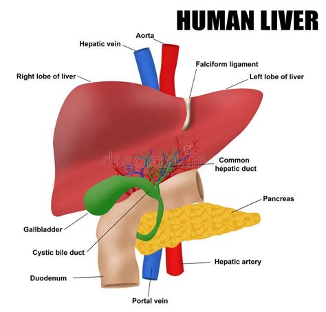 Anatomy Of Liver