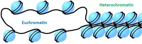 Difference Between Euchromatin And Heterochromatin - VIVA DIFFERENCES