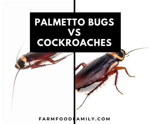 Palmetto Bugs vs Cockroaches: What're The Similarities and Differences?